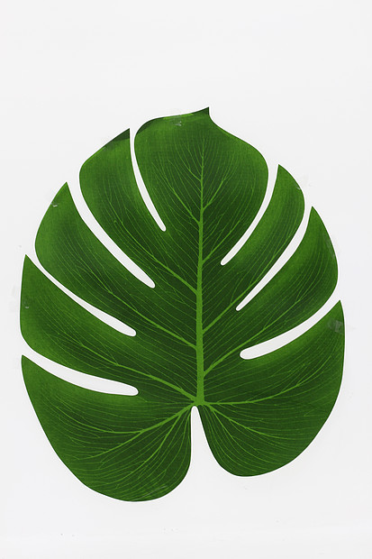 樹葉形狀裝飾餐布圖片素材_免費下載_jpg圖片格式_VRF高清圖片500715866_攝圖網